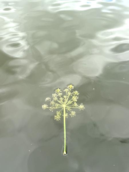 A delicate umbellifer flower floats serenely on the calm, rippling water at Kade West, Marineterrein, Amsterdam